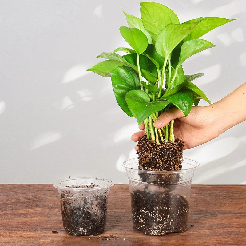 10/30 piezas de macetas transparentes para vivero, macetas redondas para jardín de casa, macetas transparentes para vivero de orquídeas, macetas para iniciar flores